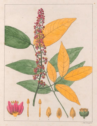 Sapindus esculentus - Auguste de Saint-Hilaire — artwork view