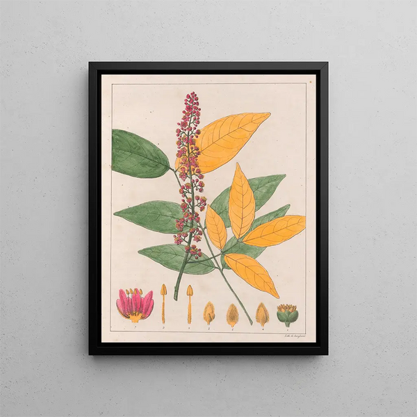 Sapindus esculentus - Auguste de Saint-Hilaire — framed artwork on a wall