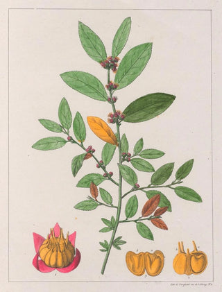 Sida carpinifolia - Auguste de Saint-Hilaire — artwork view