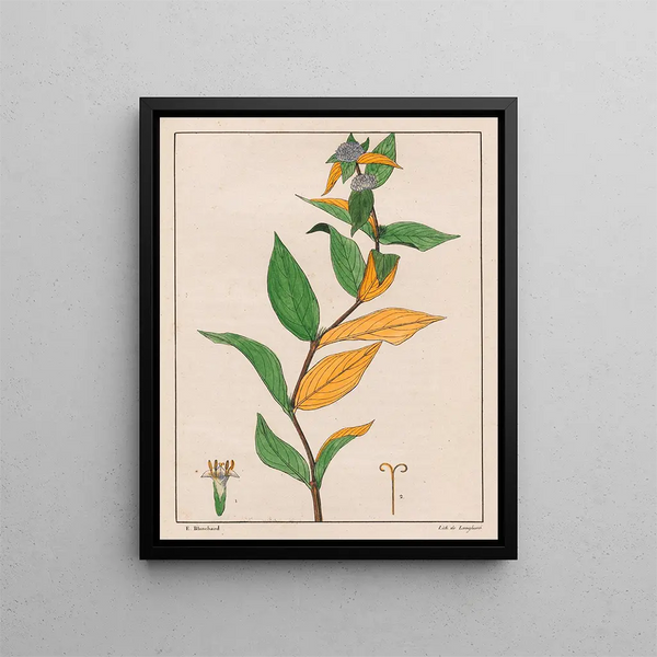 Spermacoce poaya - Auguste de Saint-Hilaire — framed artwork on a wall