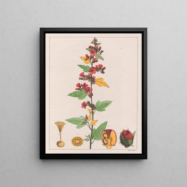 Sphoeralcea cisplatina V.A. painting - Auguste de Saint-Hilaire — framed artwork on a wall