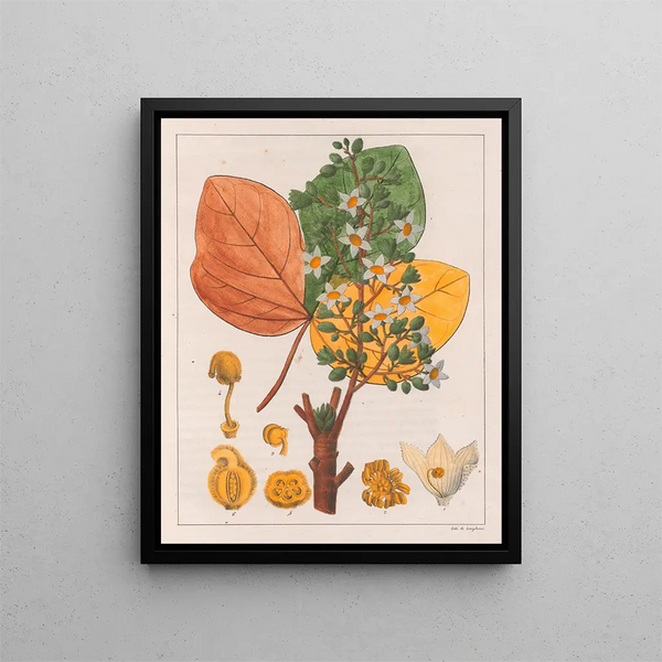 Fumier de chicha - Auguste de Saint-Hilaire — framed artwork on a wall