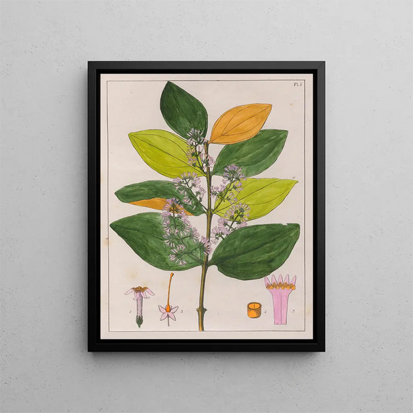 Strychnos pseudoquina - Auguste de Saint-Hilaire — framed artwork on a wall