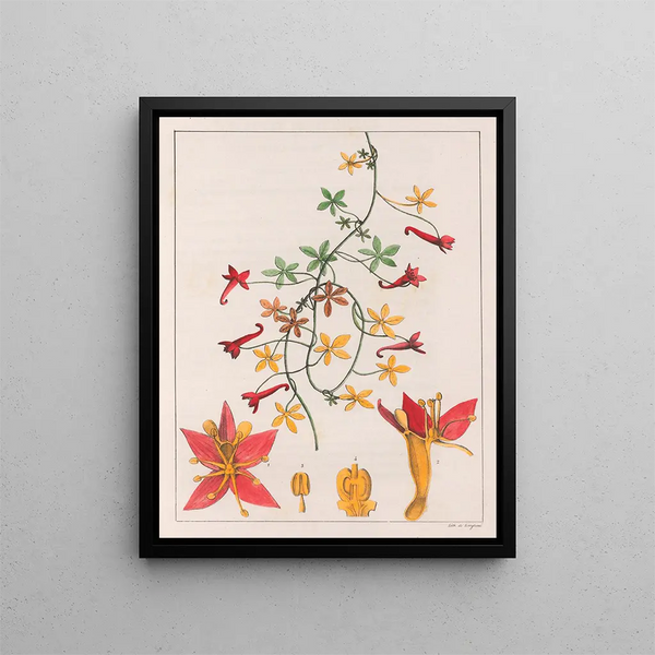Tropaeolum pentaphyllum - Auguste de Saint-Hilaire — framed artwork on a wall