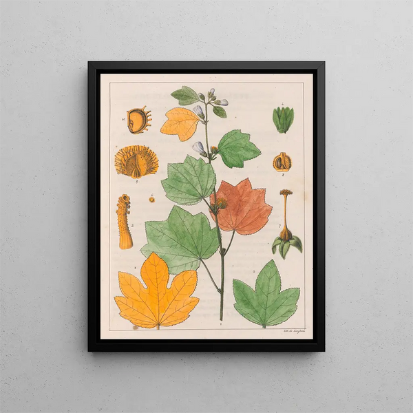 Urena lobata - Auguste de Saint-Hilaire — framed artwork on a wall