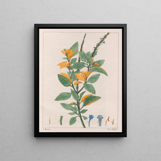 Jamaican Verbena - Auguste de Saint-Hilaire — framed artwork on a wall