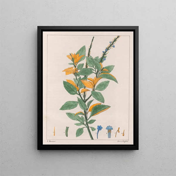 Jamaican Verbena - Auguste de Saint-Hilaire — framed artwork on a wall