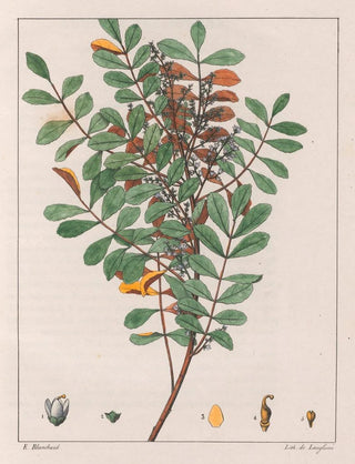 Zanthoxylum hyemale - Auguste de Saint-Hilaire — artwork view