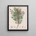 Zanthoxylum hyemale - Auguste de Saint-Hilaire — framed artwork on a wall