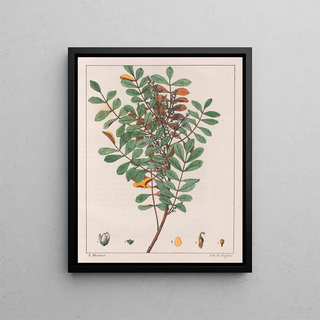 Zanthoxylum hyemale - Auguste de Saint-Hilaire — framed artwork on a wall