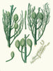 Araucaria Cunninghamii, Moreton Bay pine - Aylmer Bourke Lambert — artwork view