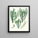 Araucaria Cunninghamii, Moreton Bay pine - Aylmer Bourke Lambert — framed artwork on a wall