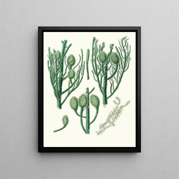 Araucaria Cunninghamii, Moreton Bay pine - Aylmer Bourke Lambert — framed artwork on a wall
