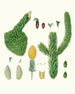 Araucaria imbricata, Chilean pine - Aylmer Bourke Lambert — artwork view