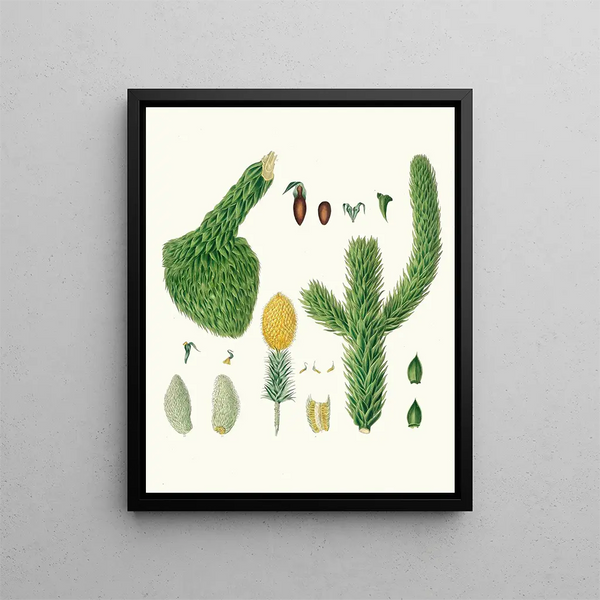 Araucaria imbricata, Chilean pine - Aylmer Bourke Lambert — framed artwork on a wall