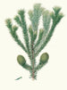 Araucaria brasiliana, Brazil pine - Aylmer Bourke Lambert — artwork view