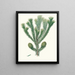 Araucaria brasiliana, Brazil pine - Aylmer Bourke Lambert — framed artwork on a wall