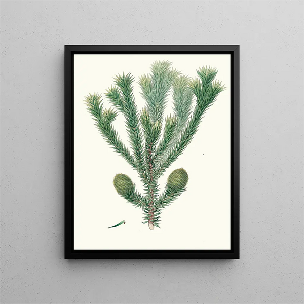 Araucaria brasiliana, Brazil pine - Aylmer Bourke Lambert — framed artwork on a wall