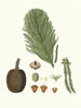 Araucaria excelsa, Norfolk Island pine - Aylmer Bourke Lambert — artwork view
