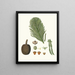 Araucaria excelsa, Norfolk Island pine - Aylmer Bourke Lambert — framed artwork on a wall