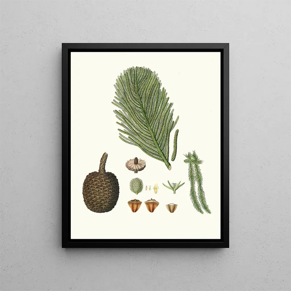 Araucaria excelsa, Norfolk Island pine - Aylmer Bourke Lambert — framed artwork on a wall
