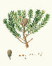 Dammara australis, resin tree from New Zealand or Cowrie - Aylmer Bourke Lambert — artwork view