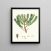 Dammara australis, resin tree from New Zealand or Cowrie - Aylmer Bourke Lambert — framed artwork on a wall