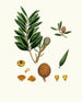 Dammara orientalis, Amboyna resin tree - Aylmer Bourke Lambert — artwork view