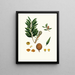 Dammara orientalis, Amboyna resin tree - Aylmer Bourke Lambert — framed artwork on a wall