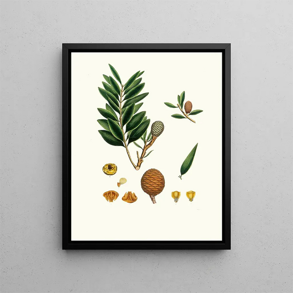 Dammara orientalis, Amboyna resin tree - Aylmer Bourke Lambert — framed artwork on a wall