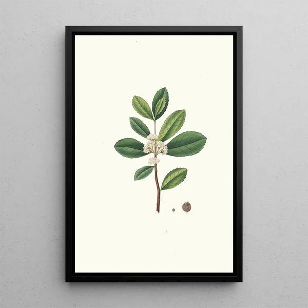 Reproduction of the painting Ilex paraguariensis, miniature branch with white flowers - Aylmer Bourke Lambert
