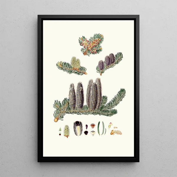 Pinus balsamea, Gilead balsam fir - Aylmer Bourke Lambert — framed artwork on a wall