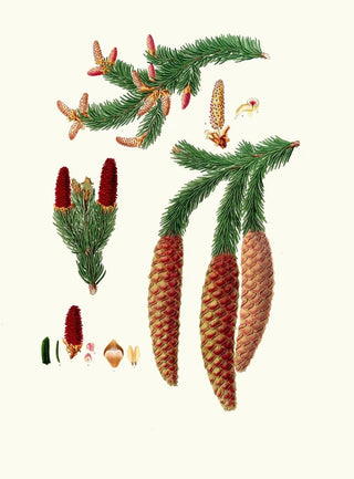 Pinus abies, Norwegian spruce - Aylmer Bourke Lambert — artwork view