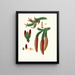 Pinus abies, Norwegian spruce - Aylmer Bourke Lambert — framed artwork on a wall
