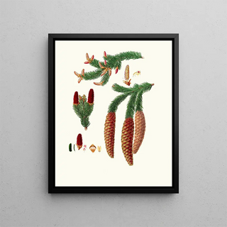 Pinus abies, Norwegian spruce - Aylmer Bourke Lambert — framed artwork on a wall