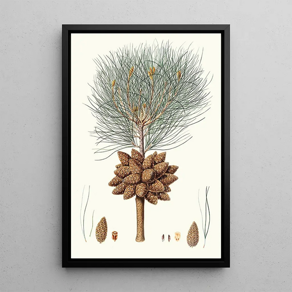 Reproduction of the painting Pinus brutia, calabrian pine - Aylmer Bourke Lambert