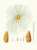 Pinus canariensis, Canary Island pine - Aylmer Bourke Lambert — artwork view