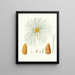 Pinus canariensis, Canary Island pine - Aylmer Bourke Lambert — framed artwork on a wall