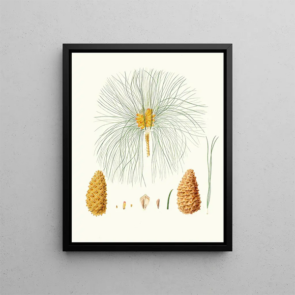 Pinus canariensis, Canary Island pine - Aylmer Bourke Lambert — framed artwork on a wall