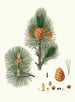 Pinus cembra, Siberian pine - Aylmer Bourke Lambert — artwork view