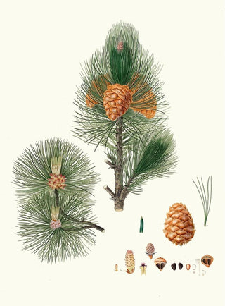Pinus cembra, Siberian pine - Aylmer Bourke Lambert — artwork view