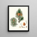 Pinus cembra, Siberian pine - Aylmer Bourke Lambert — framed artwork on a wall