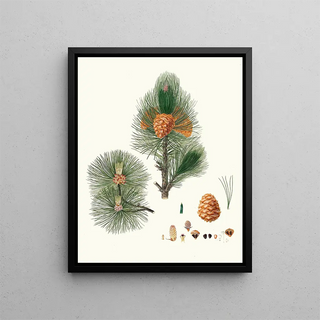 Pinus cembra, Siberian pine - Aylmer Bourke Lambert — framed artwork on a wall