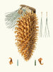 Pinus coulteri, giant cone pine - Aylmer Bourke Lambert — artwork view