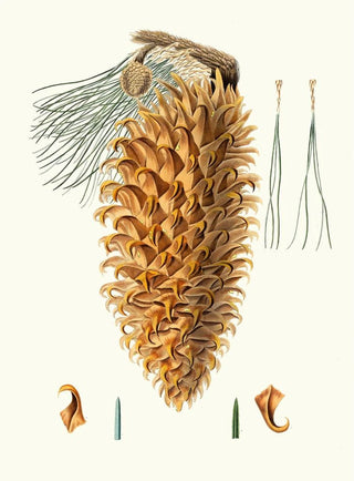 Pinus coulteri, giant cone pine - Aylmer Bourke Lambert — artwork view