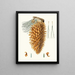 Pinus coulteri, giant cone pine - Aylmer Bourke Lambert — framed artwork on a wall