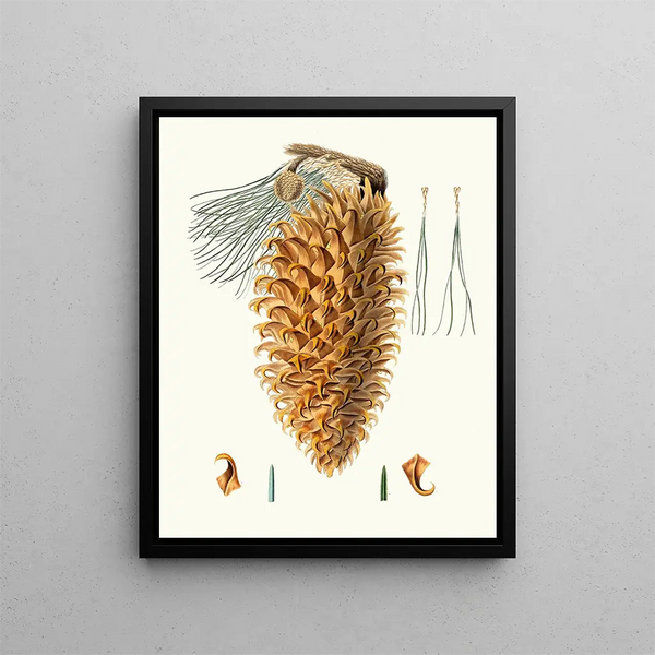 Pinus coulteri, giant cone pine - Aylmer Bourke Lambert — framed artwork on a wall
