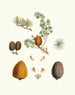 Pinus deodara, Indian cedar - Aylmer Bourke Lambert — artwork view