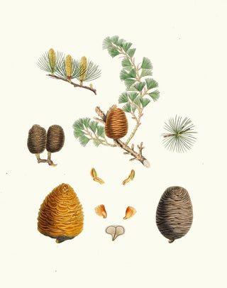 Pinus deodara, Indian cedar - Aylmer Bourke Lambert — artwork view