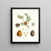Pinus deodara, Indian cedar - Aylmer Bourke Lambert — framed artwork on a wall
